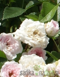 Vrtnica Falbala