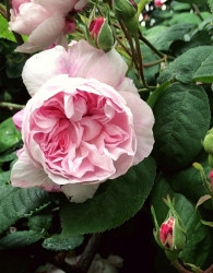 Vrtnica Fantin Latour