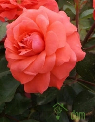 Vrtnica Koralina