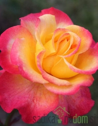 Vrtnica Kordes Flaming Star