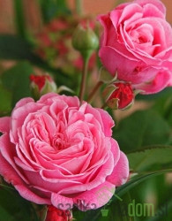 Vrtnica Kordes Rosengrafin Marie Henriette - MNOGOCVETNICA