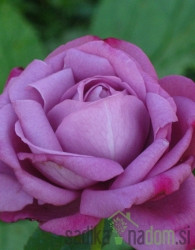Vrtnica La Rosa Blue
