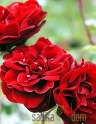 Vrtnica Lavaglut - stebelna mnogocvetnica