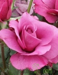 Vrtnica Madame Louisa