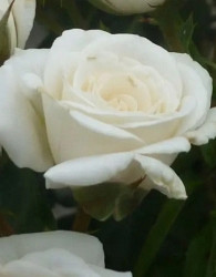 Vrtnica Pale Veil