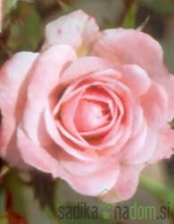 Vrtnica Pink Doll