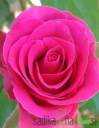 Vrtnica Pink Peace