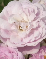 Vrtnica Princess Jasmine