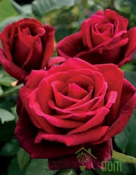 Vrtnica Red Tresor