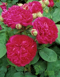 Vrtnica Rose de Recht