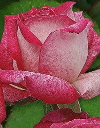 Vrtnica Rose Perle