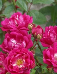 Vrtnica Rubini