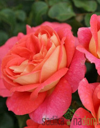 Vrtnica Kordes Sommersonne - MNOGOCVETNICA