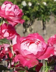 Vrtnica Thaleia - stebelna