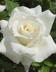 Vrtnica White Tresor