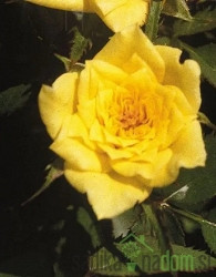 Vrtnica Yellow Doll