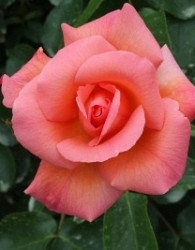 Vrtnica Zambra 93