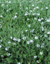 Rožmarinovolistna vestringija (Westringia fructiosa)
