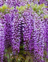 Glicinija Black Dragon (Wisteria sinensis)