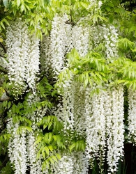 Glicinija (Wisteria floribunda) Alba