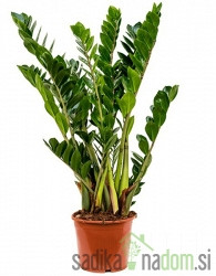 Zamioculcas Zamifolia-NAJBOLJ NEZAHTEVNA 