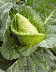 Zelje koničasto Cape Horn / Point One