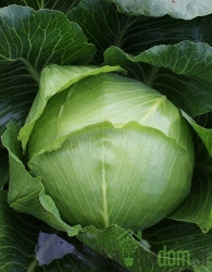 Seme Zelje Ljubljansko A69