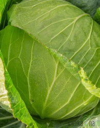 Seme zelje Mercado de Copenhague 2 A35