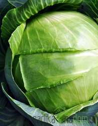 Zelje Nozomi / Green presto / Pushma