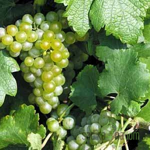 Trta Sorta Odporno - NAJHITREJŠE RASTI -  ZA PERGOLE in BRAJDE