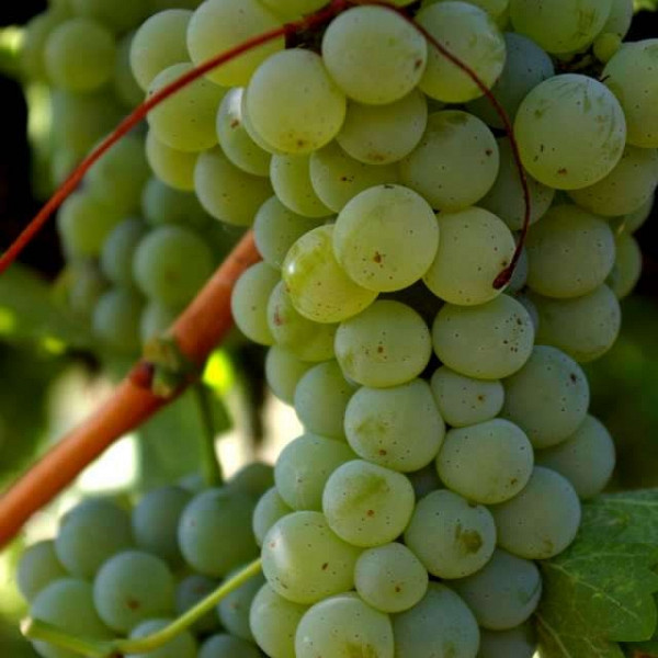 Trta Sauvignon