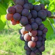 Trta Sivi pinot