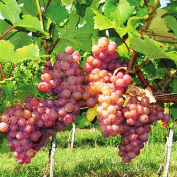 Trta Traminec dišeči