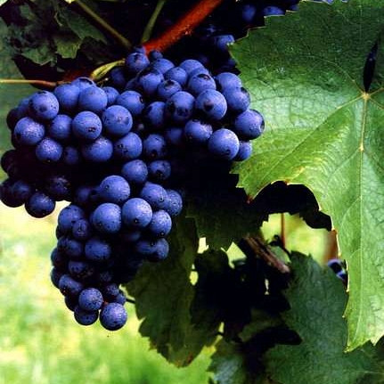 Trta Modra frankinja