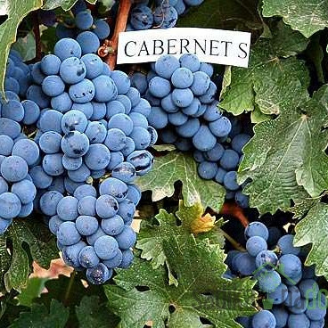 Trta Cabernet Sauvignon