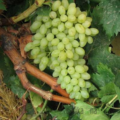 Trta Sultanina - brez pešk