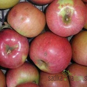 Jablana Goriška sevka