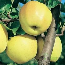 Jablana Zlati delišes (Golden delicious)