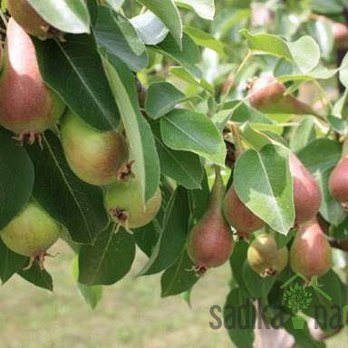 Hruška Junijska lepotica