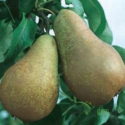 Hruška Konferans (Conference )