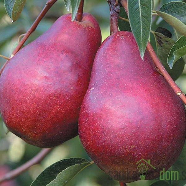Hruška Rdeča Viljamovka