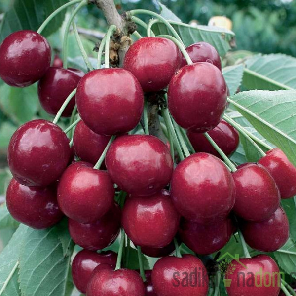 Češnja Lapins - SAMOOPLODNA