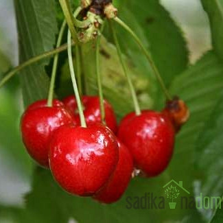 Češnja Stella - SAMOOPLODNA