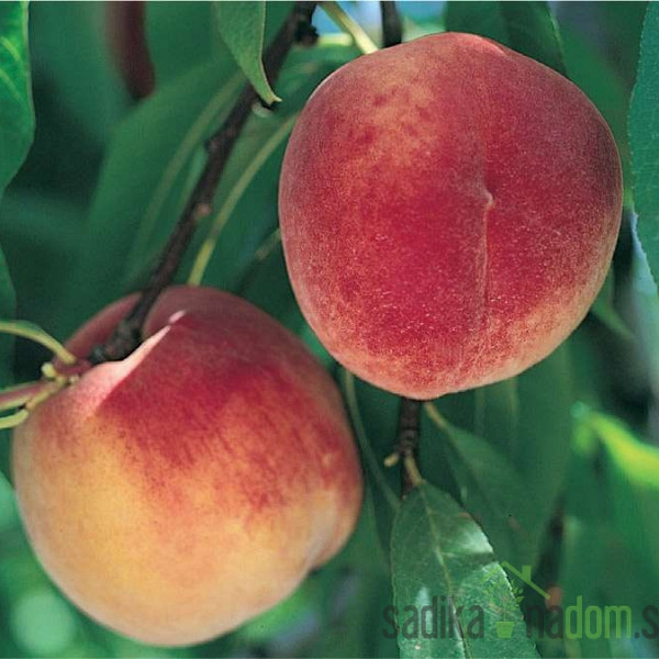 Breskev Redhaven - VODILNA SORTA