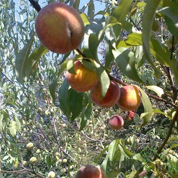 Breskev Vinogradniška - SPLOŠNO ODPORNEJŠA OD DRUGIH SORT