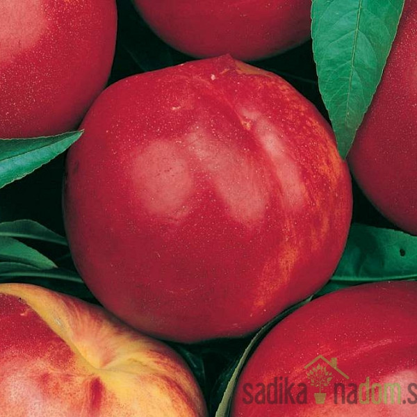 Nektarina Caldesi 2000