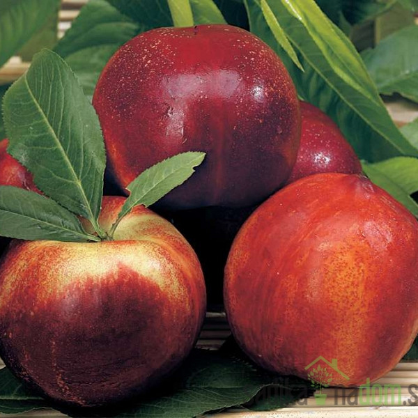 Nektarina Stark red gold