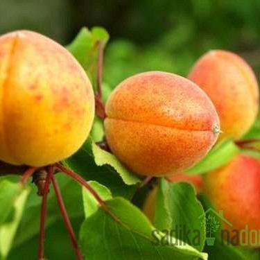 Marelica Bergeron - debela XL