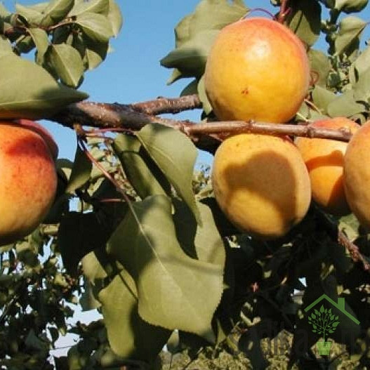 Marelica Ogrska / Madžarska - N1 (splošno odporna)