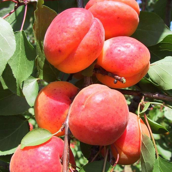 Marelica Orange red